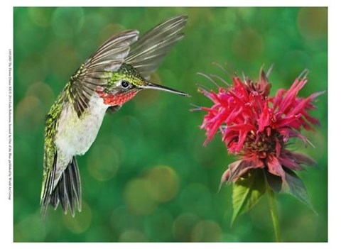 Framed Flower Dance XII Print