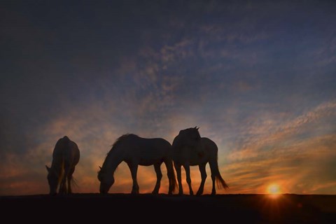 Framed Camargue Sunrise Print