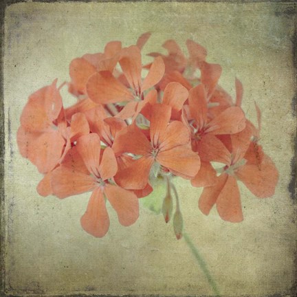 Framed Lush Vintage Florals IX Print