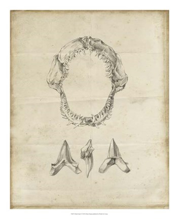 Framed Shark Study I Print