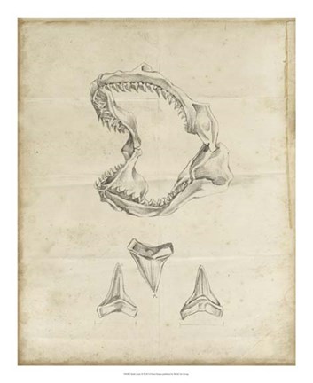 Framed Shark Study II Print
