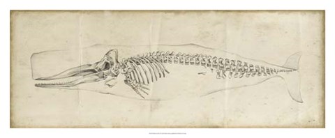 Framed Whale Study II Print
