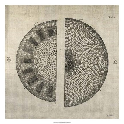 Framed Cross Cut I Print