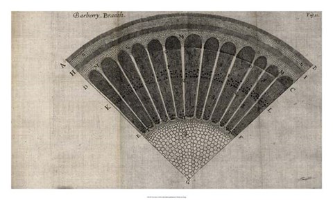 Framed Tree Fan I Print