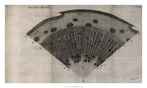Framed Tree Fan V Print