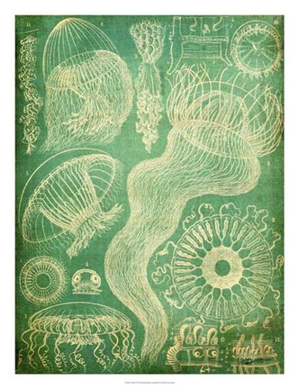 Framed Sealife I Print