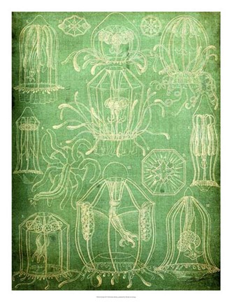 Framed Sealife II Print