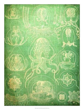 Framed Sealife IV Print