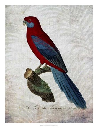 Framed Parrot Jungle II Print
