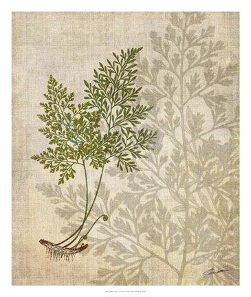 Framed British Ferns IV Print