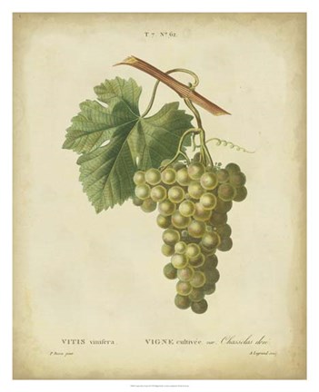 Framed Antique Bessa Grapes II Print