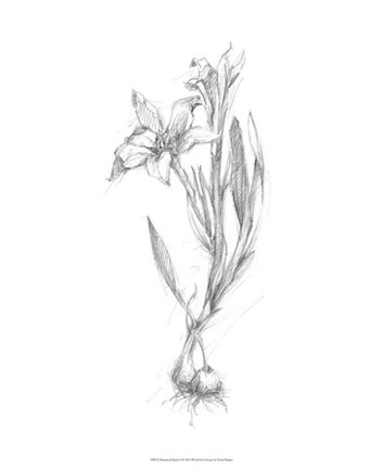 Framed Botanical Sketch I Print