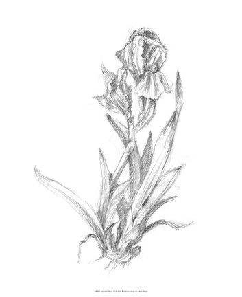 Framed Botanical Sketch VI Print