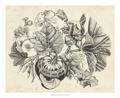 Framed Sepia Squash II Print