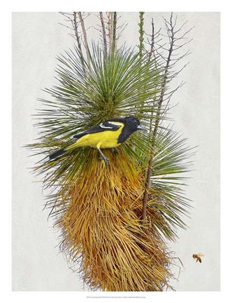 Framed Avian Tropics II Print