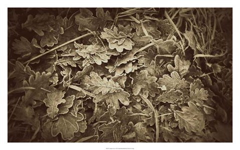 Framed Autumn Leaves Print