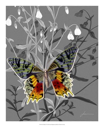 Framed On Display IV Print