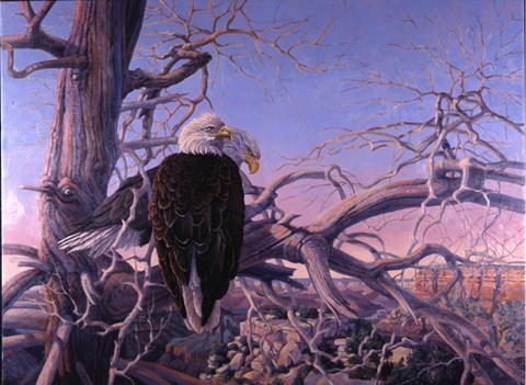 Framed Bald Eagles Print