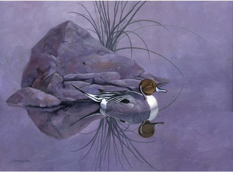 Framed Pintail Reeds Print