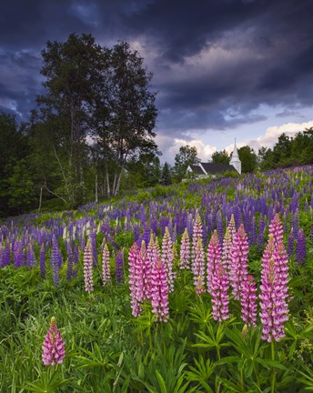 Framed Lupines on the Hill Print