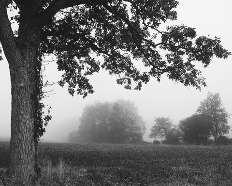 Framed Over the Meadow Print
