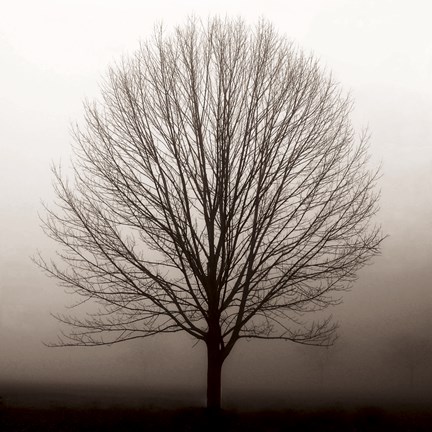 Framed Hazy Maple Print