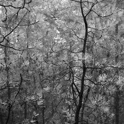 Framed Pine Bramble Print