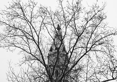 Framed City Hall (Branches) Print