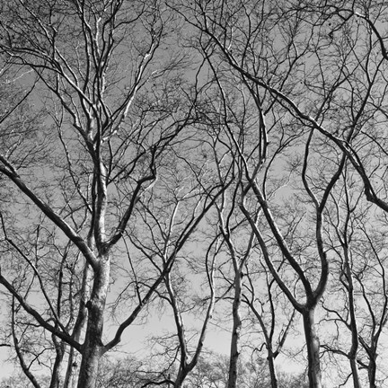 Framed January Branches I Print