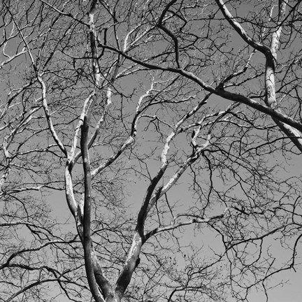 Framed January Branches II Print