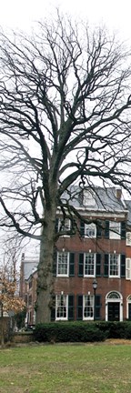 Framed Tree with House (Color) Print