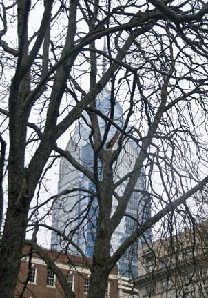 Framed Branch Curtain (Color) Print