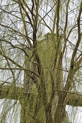 Framed Veiled Brooklyn Bridge Print
