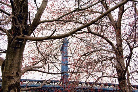 Framed Red Blooms in Brooklyn Print
