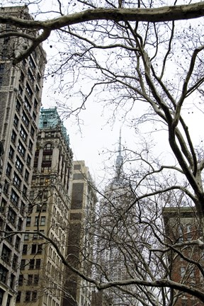 Framed Looking up 5th Print