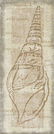 Framed Horn Shell Print