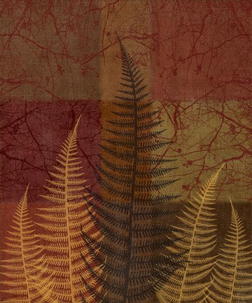 Framed Ferns II Print