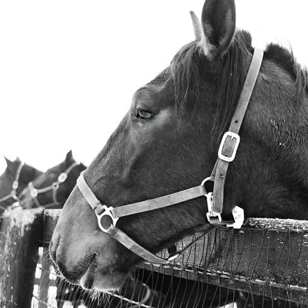 Framed Looking Ahead Print