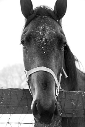 Framed Snowy Close Up Print