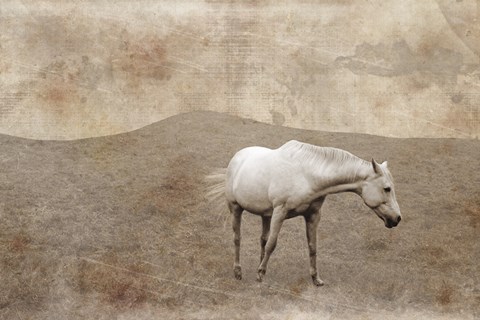 Framed White Horse Vintage Print
