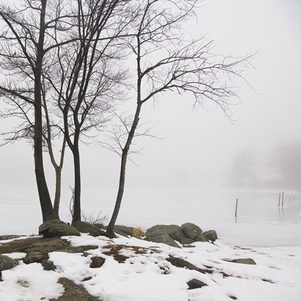 Framed Four Trees Print