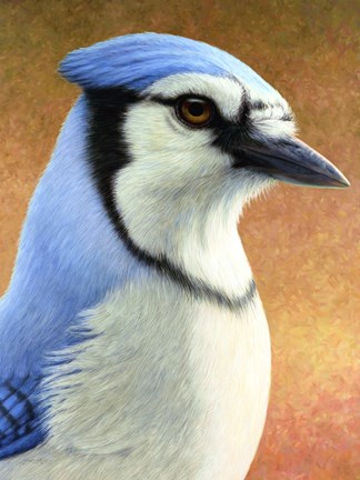 Framed Blue Jay Print