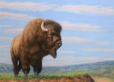 Framed American Bison Print