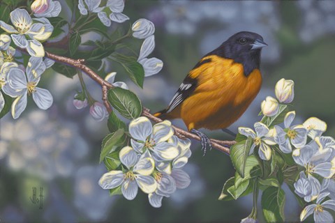 Framed Oriole and Apple Blossoms Print