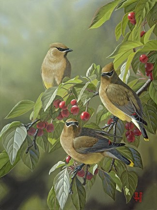 Framed Three&#39;s Company - Cedar Waxwings Print