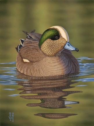 Framed Wigeon Print