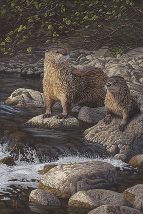 Framed Otter Tail River Otters Print