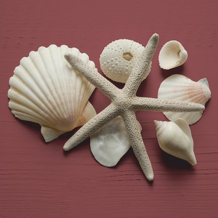 Framed By the Shore I Print