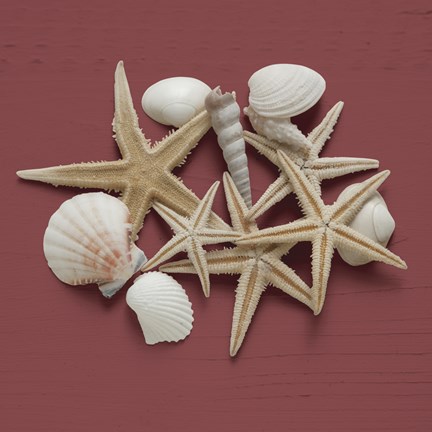 Framed By the Shore III Print