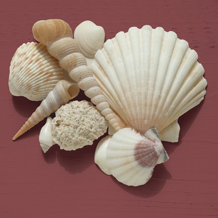 Framed By the Shore IV Print